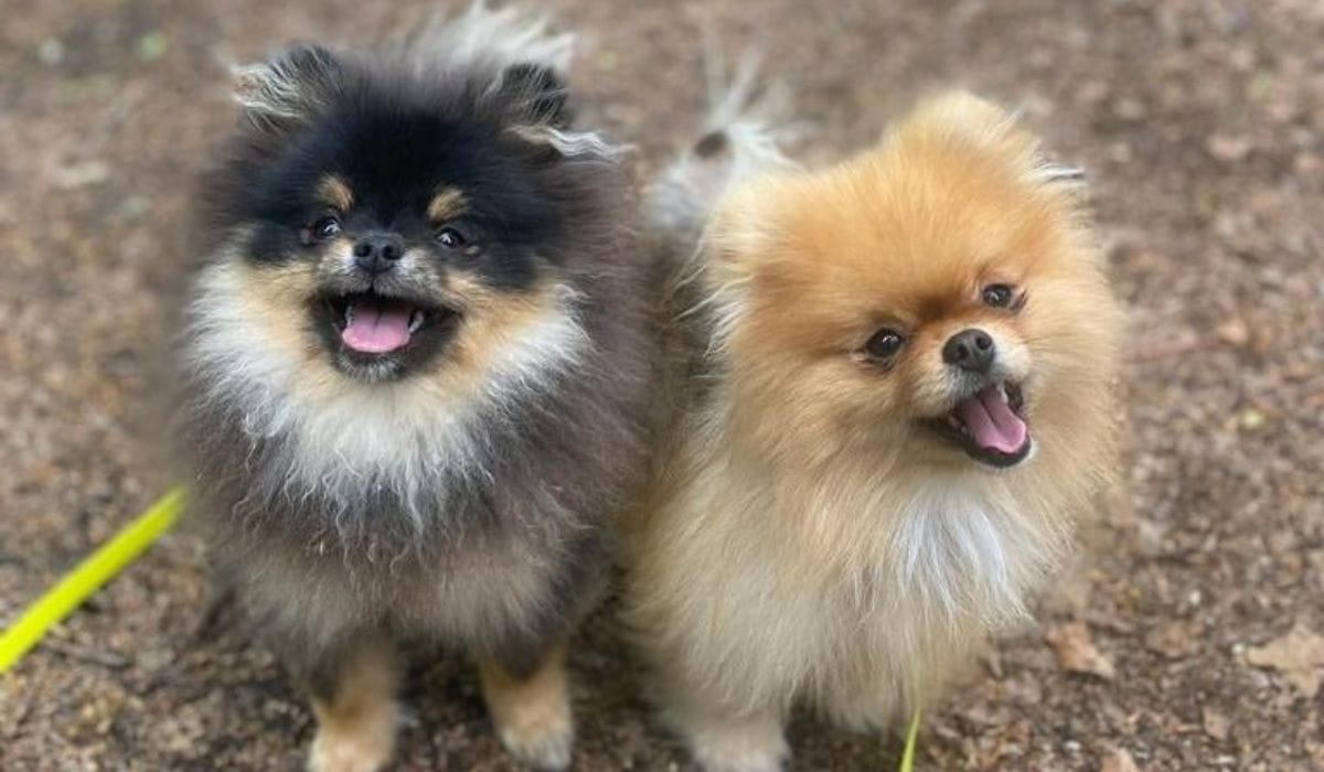 Winchester Dog Friendly Restaurants