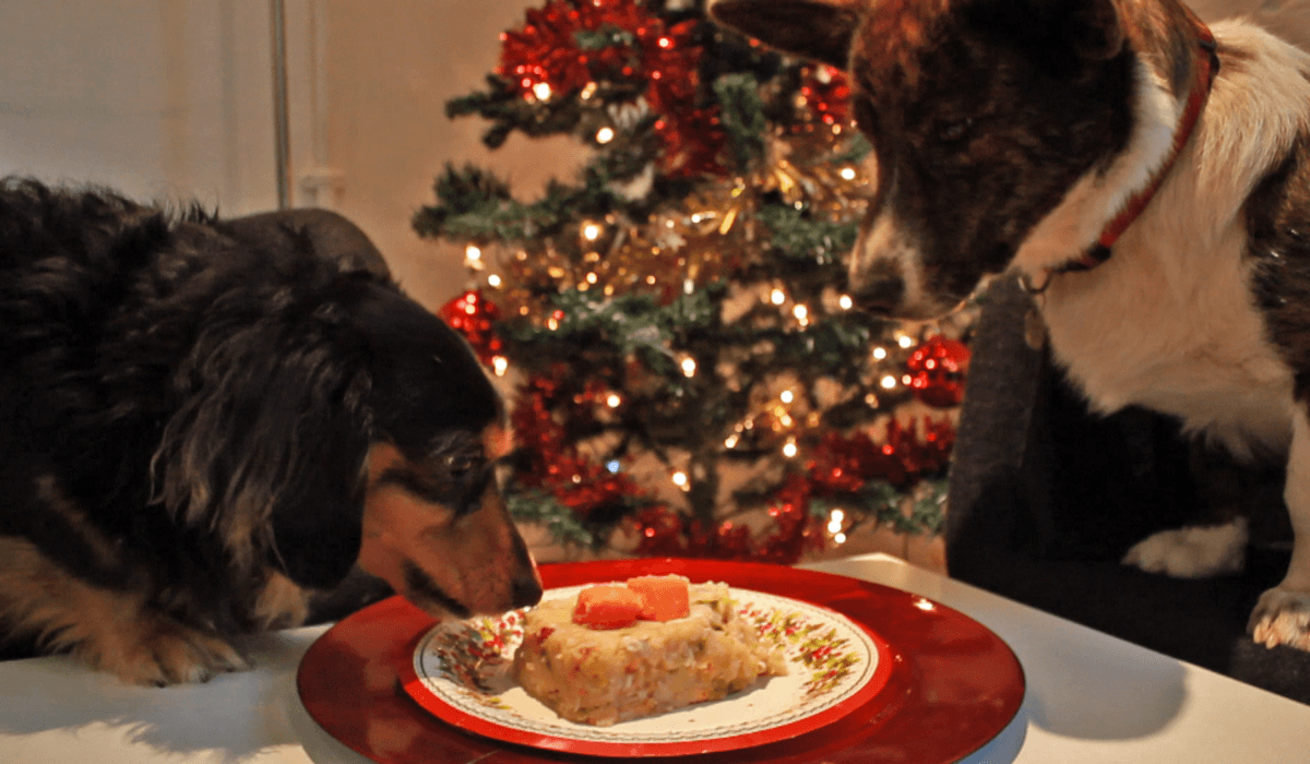 Two eager doggies are sat at the table in front of a decorated Christmas tree.