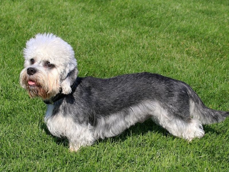 Dandie Dinmont Terrier breed guide: Care, training and fun facts