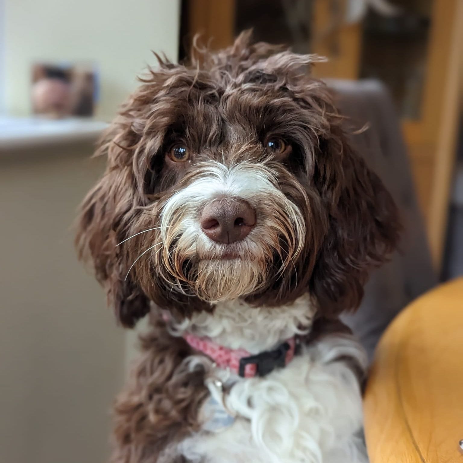 Spanish Water Dog Breed Guide: Care, training and fun facts