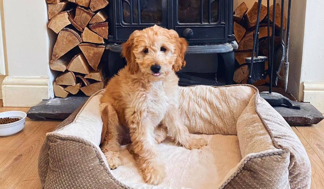 Doggy member Winnie, the Labradoodle, sat in her bed by the log burner