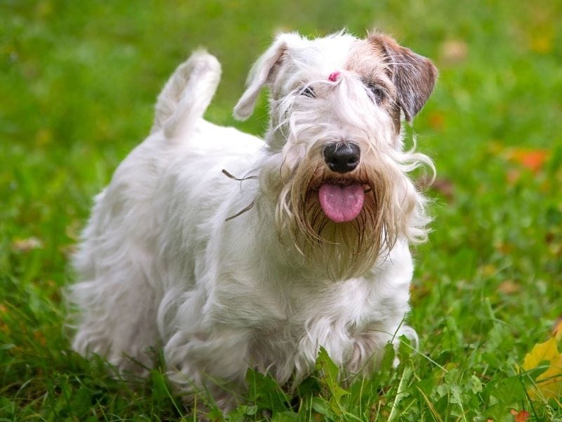 Sealyham Terrier