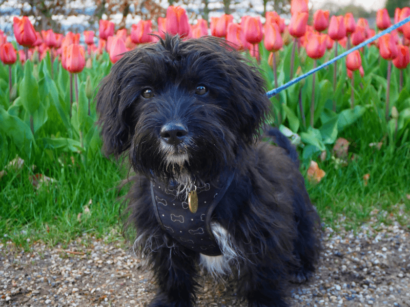 Jackapoo Dog Breed Guide: Care, training and fun facts