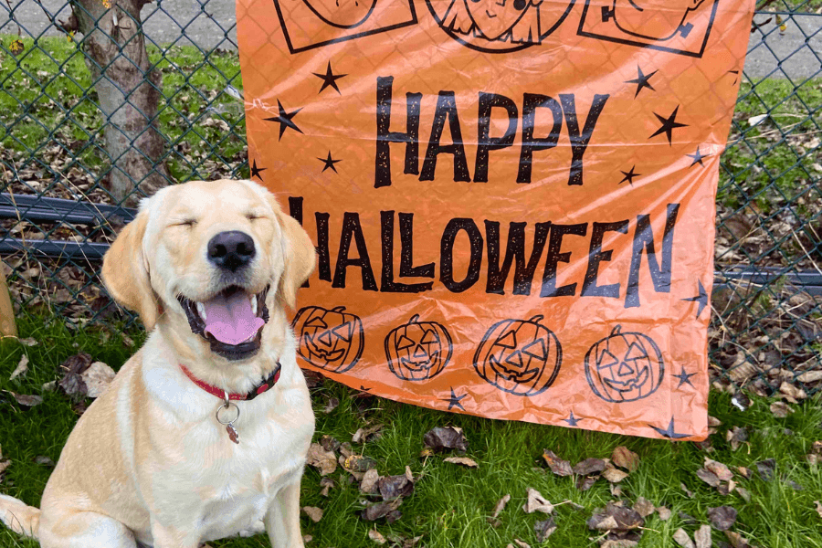 Alternative Dog Friendly Fun on Halloween