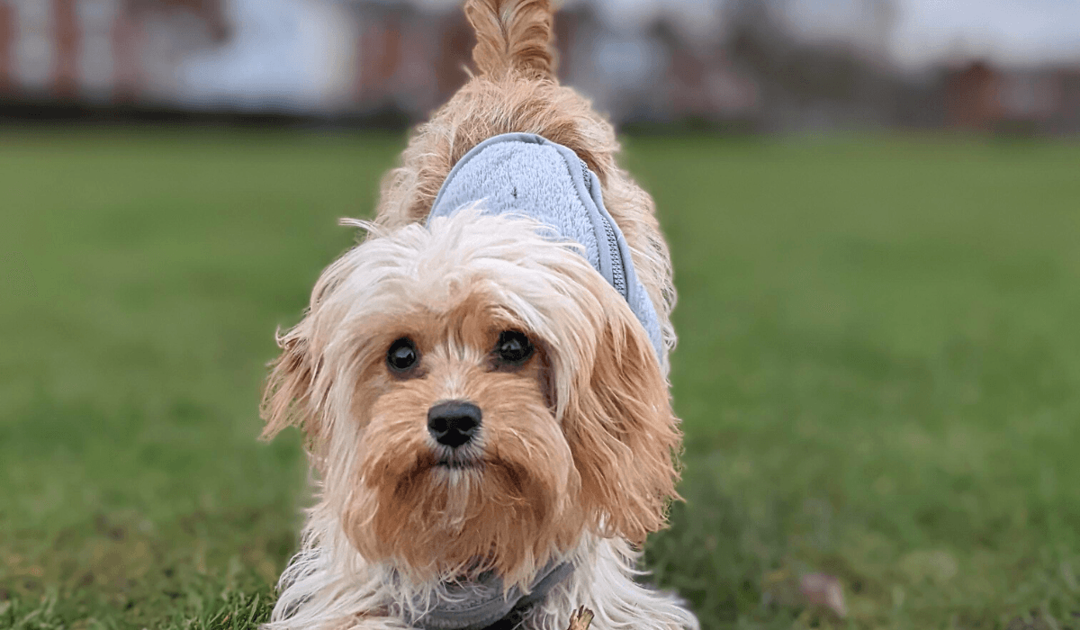An alert, fluffy pooch wearing a grey dog jacket during a training session outside.