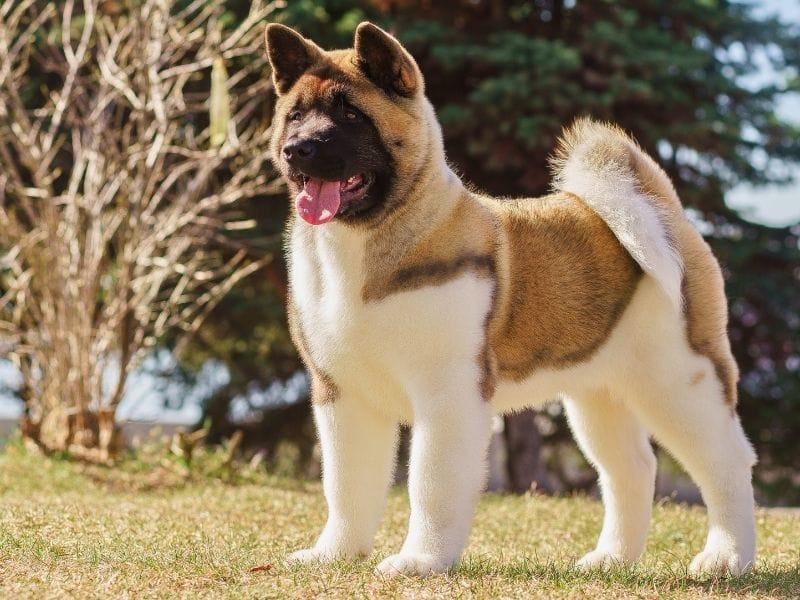 Akita breed guide: Care, training, and fun facts