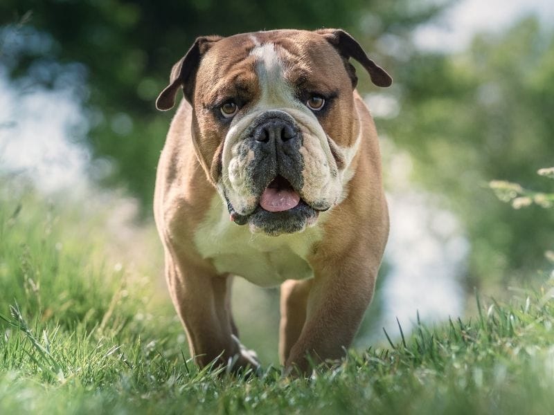 A brown and white Bulldog, taking a gentle stroll through the meadow