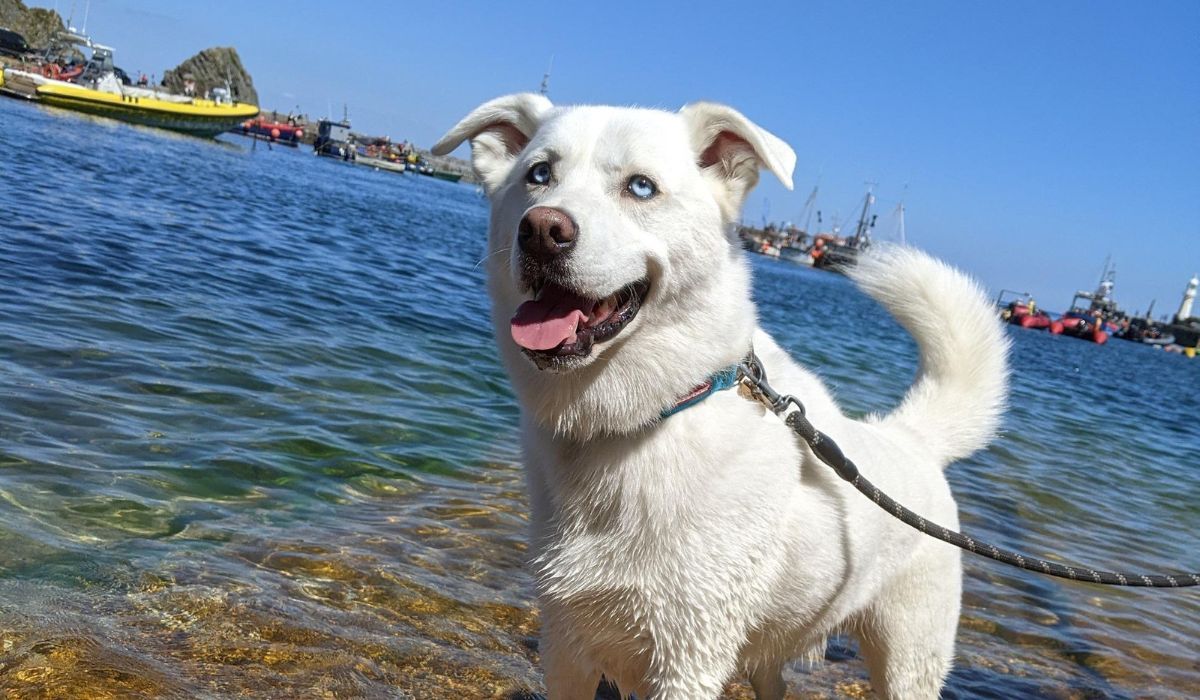 A gorgeous white Cross Breed with bright blue eyes stands in the sea