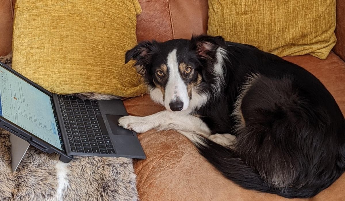 How Can I Take my Dog to Work?