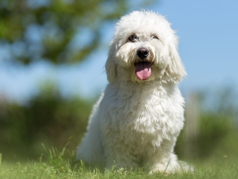 Coton de Tulear Dog Breed Guide: Care, training and fun facts
