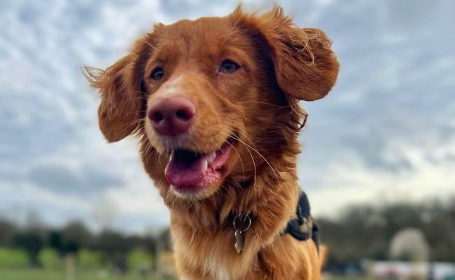 Doggy member Willow, the Nova Scotia Duck Tolling Retriever smiling happily