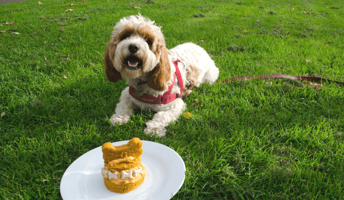 A cute, fluffy pooch by a plate holding a very impressive Pumpkin cake