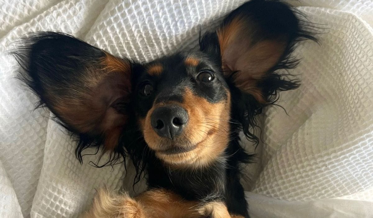 Dog Friendly places to eat in Gloucester