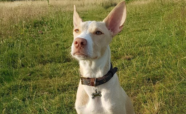 Doggy member Bella, the Podenco Canario waiting for a treat