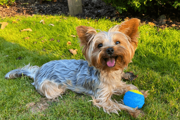 Stivens the Yorkshire Terrier