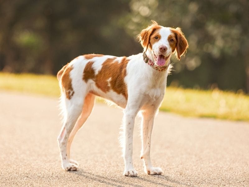Brittany breed guide: Care, training, and fun facts