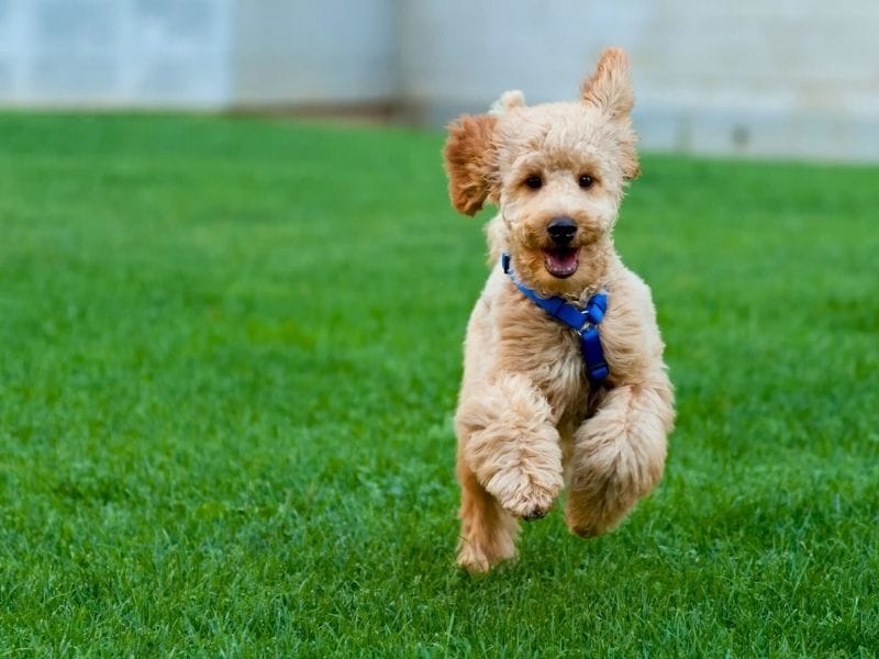 Miniature Poodle Dog Breed Guide: Care, training and fun facts