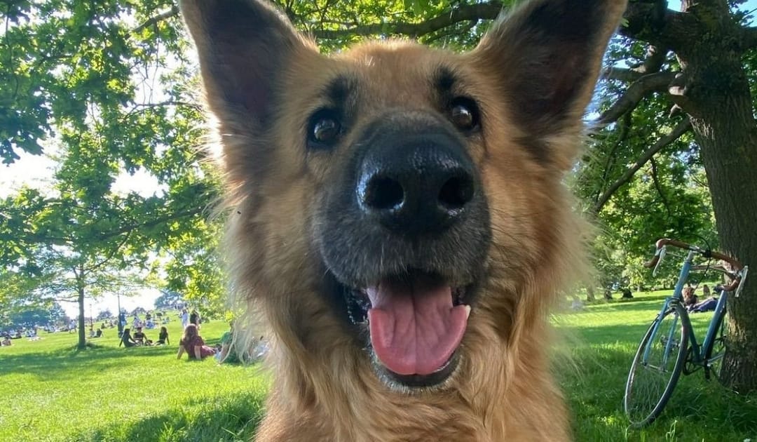 Doggy member Bow, the German Shepherd Dog, enjoying a walk at the park