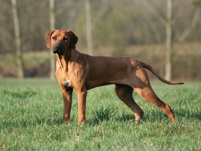 Rhodesian Ridgeback Dog Breed Guide: Care, training and fun facts