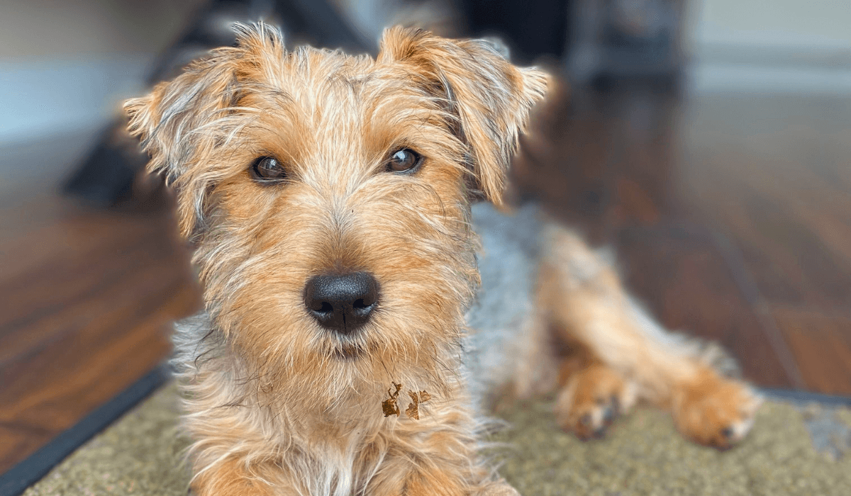 Looking for a dog sitter in Norwich?