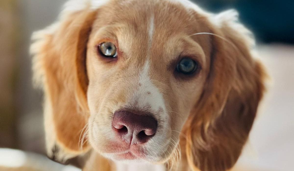 The sweetest Cocker Spaniel puppy