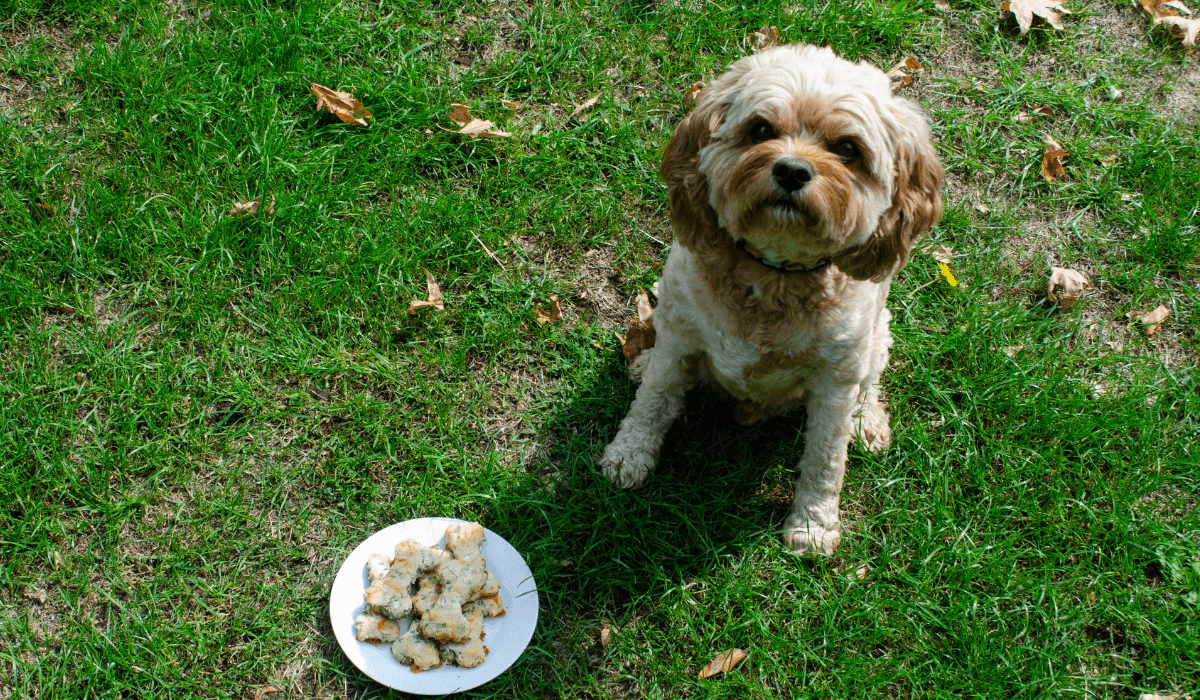 Cheese & Parsley Doggy Biscuits