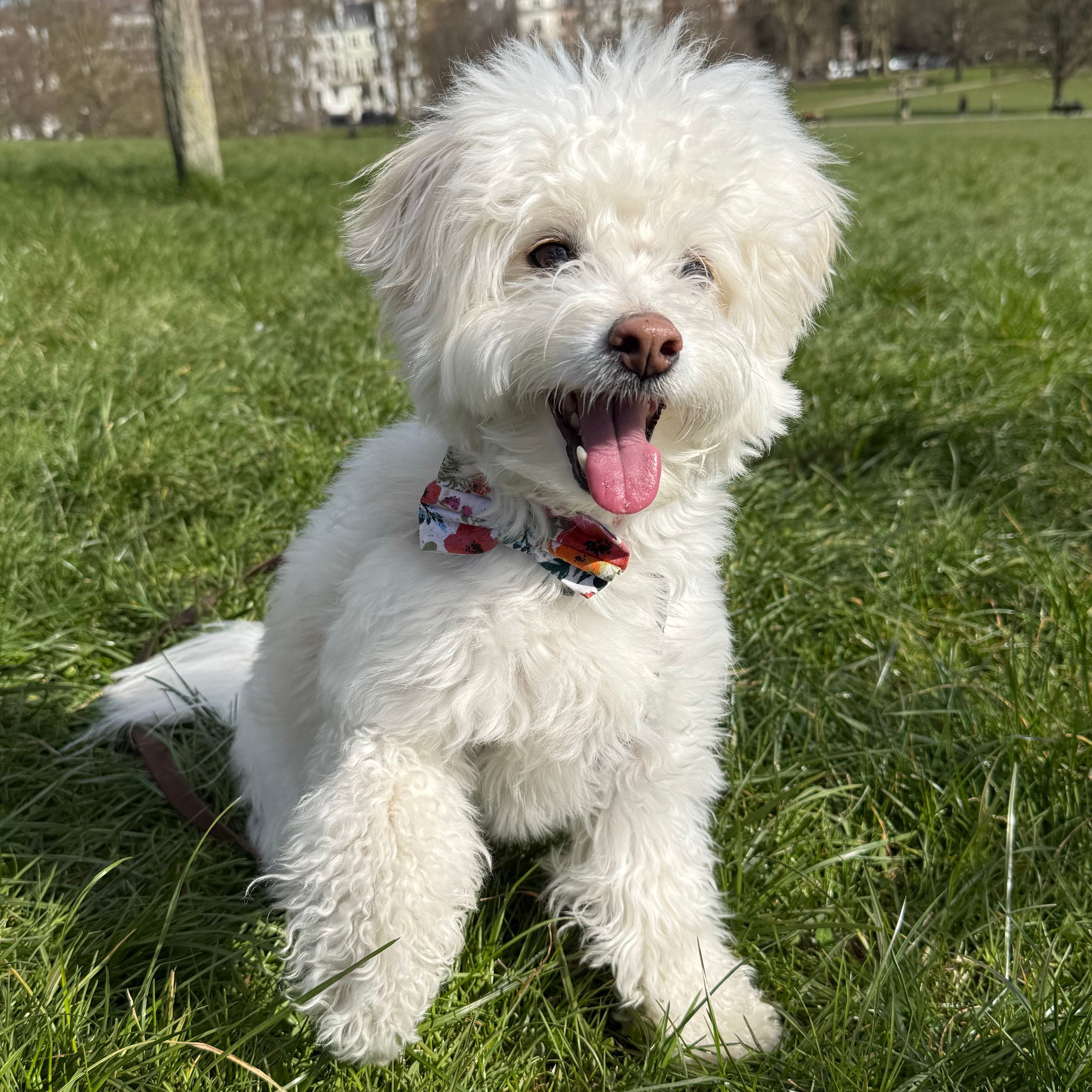 Maltipoo breed guide: Care, training, and fun facts