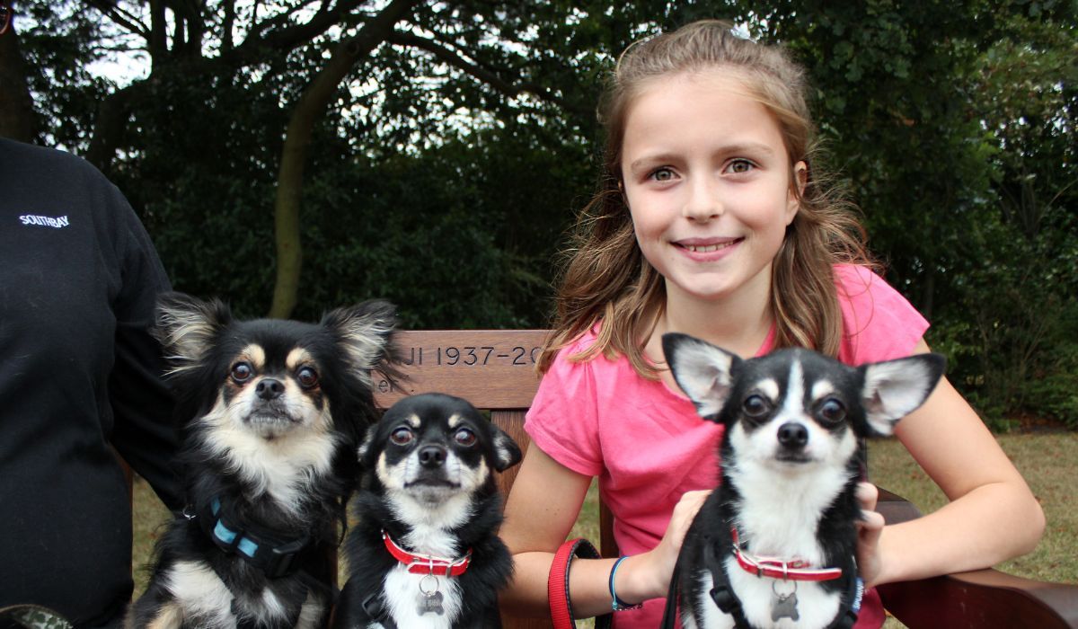 A young girl sat on a park bench with 3 Chihuahuas