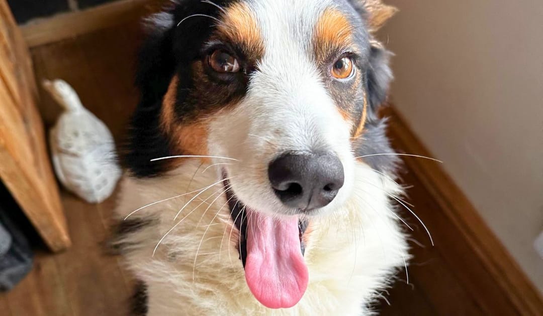 A very happy doggy member Bernie, the Border Collie, excited to head to his dog sitters