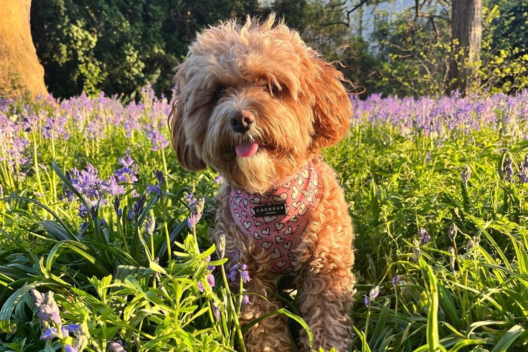 Doggy member Darcy, the Cavapoo, enjoying an evening walk in the meadows with her borrower
