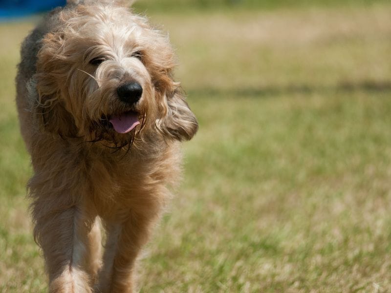 Otterhound running to camera