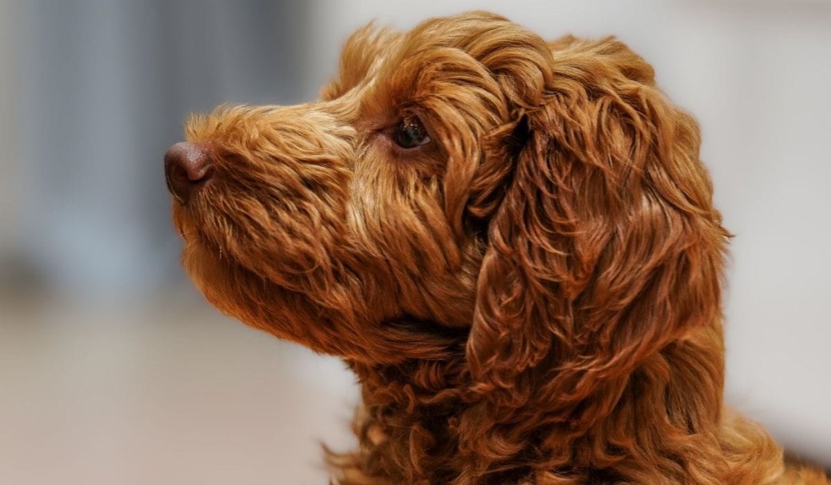 The Best Puppy Food