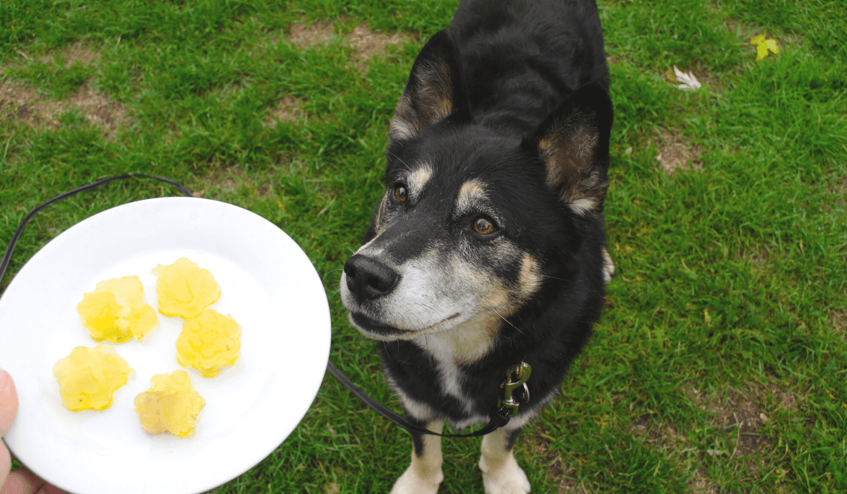 Doggy Jelly: A fun and refreshing treat