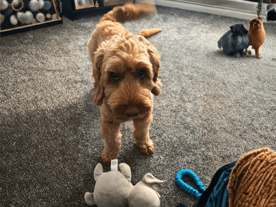 Teddy, Buddy and Les