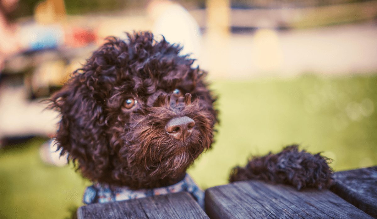 Choosing A Dog: What To Consider