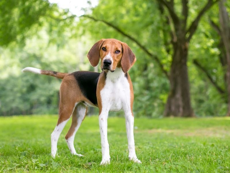 English Foxhound Dog Breed Guide: Care, training and fun facts