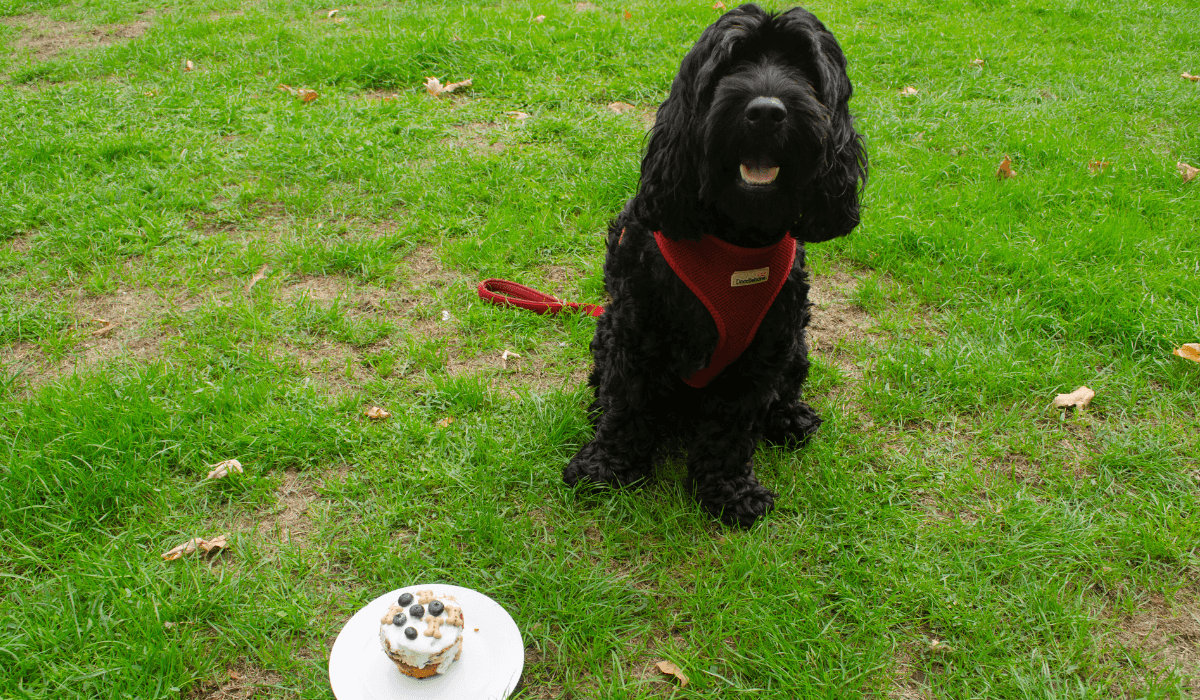 A black, fluffy pup sits next to a cake on a plate, the dog is focused on waiting to tuck in!
