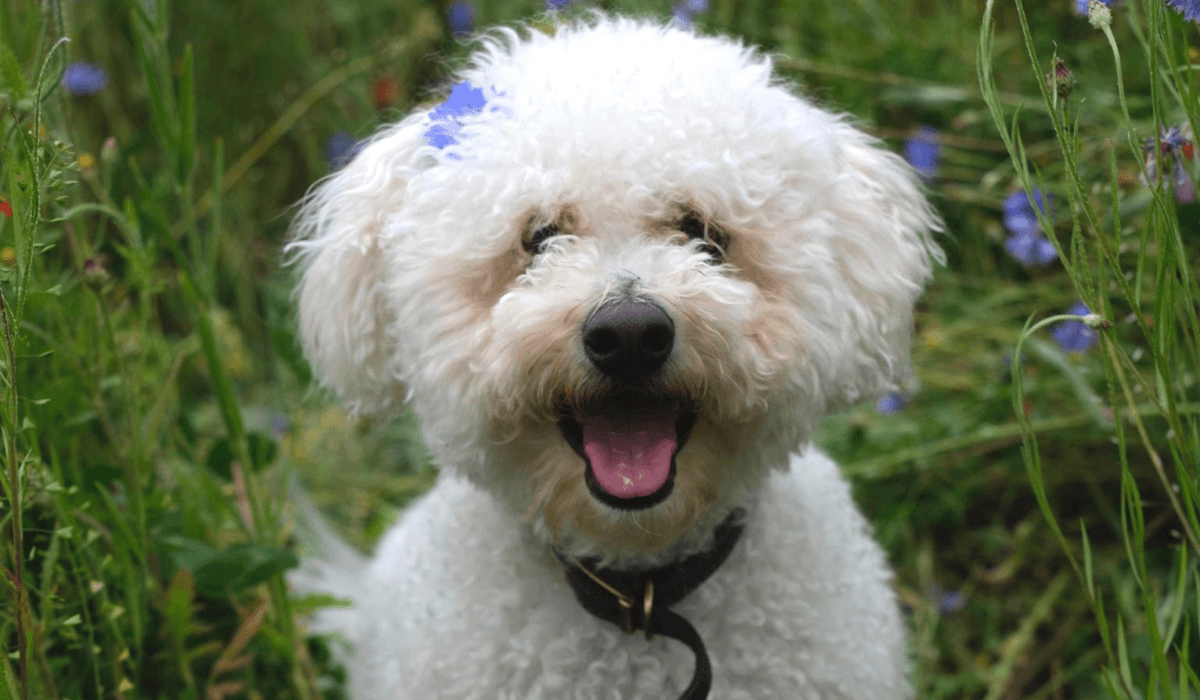 Top 5 dogs for first time owners