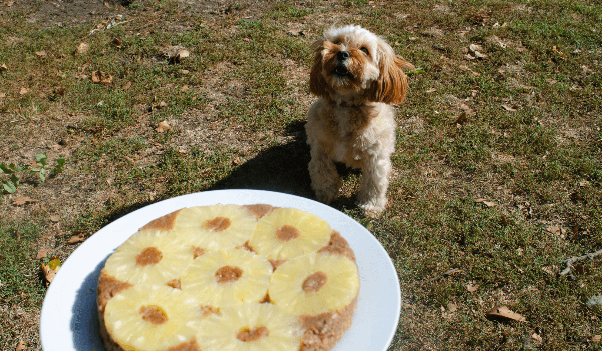 Pineapple Pupside Down Cake Recipaw
