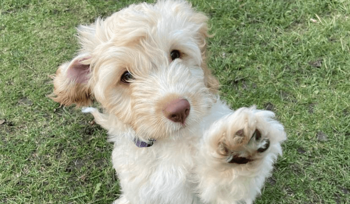A sweet, fluffy pooch with a brown button nose is sitting on the grass holding their paw up.