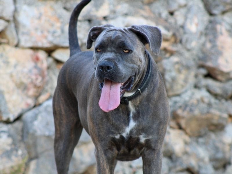 A grey Cane Corso standing in front of a large bricked wall on a beach walk