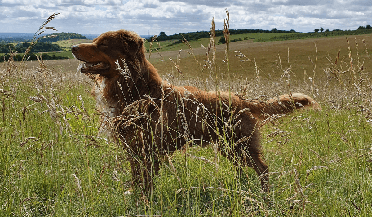 Top 5 dog breeds for living in the country