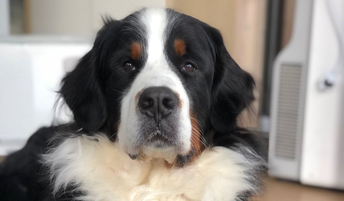 A gorgeous large Bernese Mountain Dog