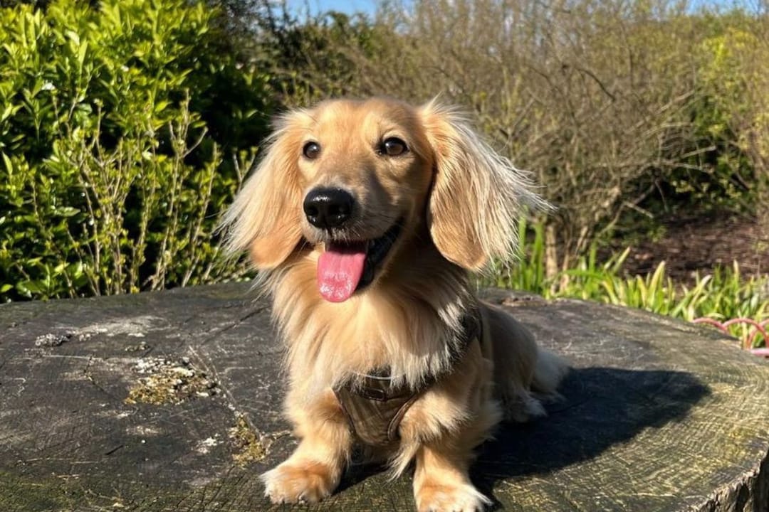 Doggy member Oatis, the Miniature Dachshund, enjoying a sunny walk, posing on a tree trunk