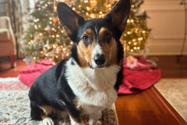 Franklin the Welsh Corgi in front of a Christmas Tree
