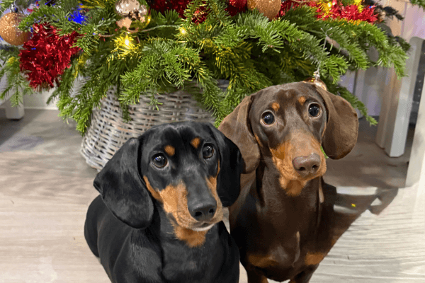 Bean and Buzz, the Miniature Dachshunds