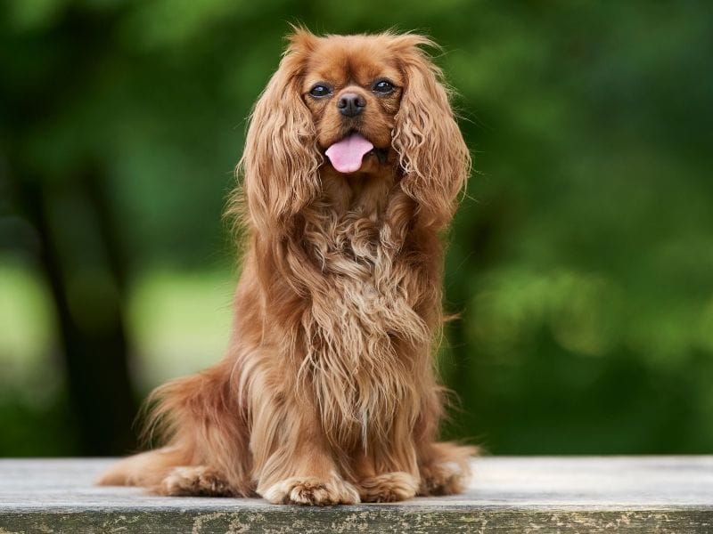 Cavalier King Charles Spaniel Breed Guide: Care, training and fun facts