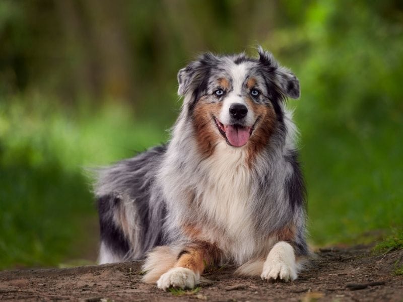 A large, fluffy, grey dog with a white chest and paws, lying down smiling.