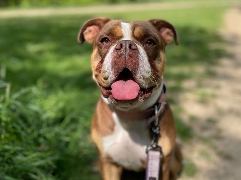 Old Tyme Bulldog Dog Breed Guide: Care, training and fun facts
