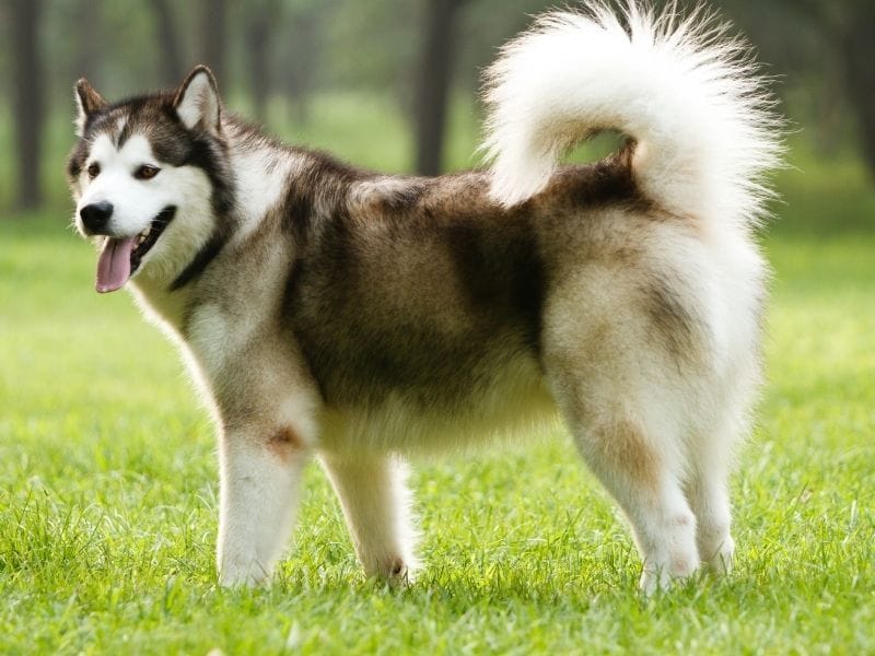 A young Alaskan Malamute standing in a green field with his bushy tail curled over